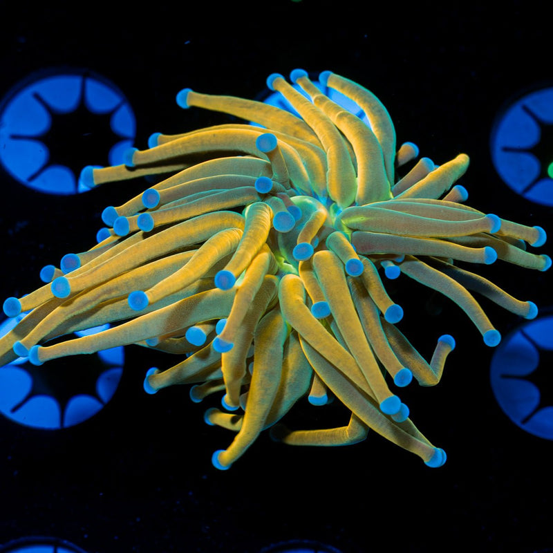 Dragon Tamer Torch Euphyllia Coral with flowing tentacles in reef aquarium