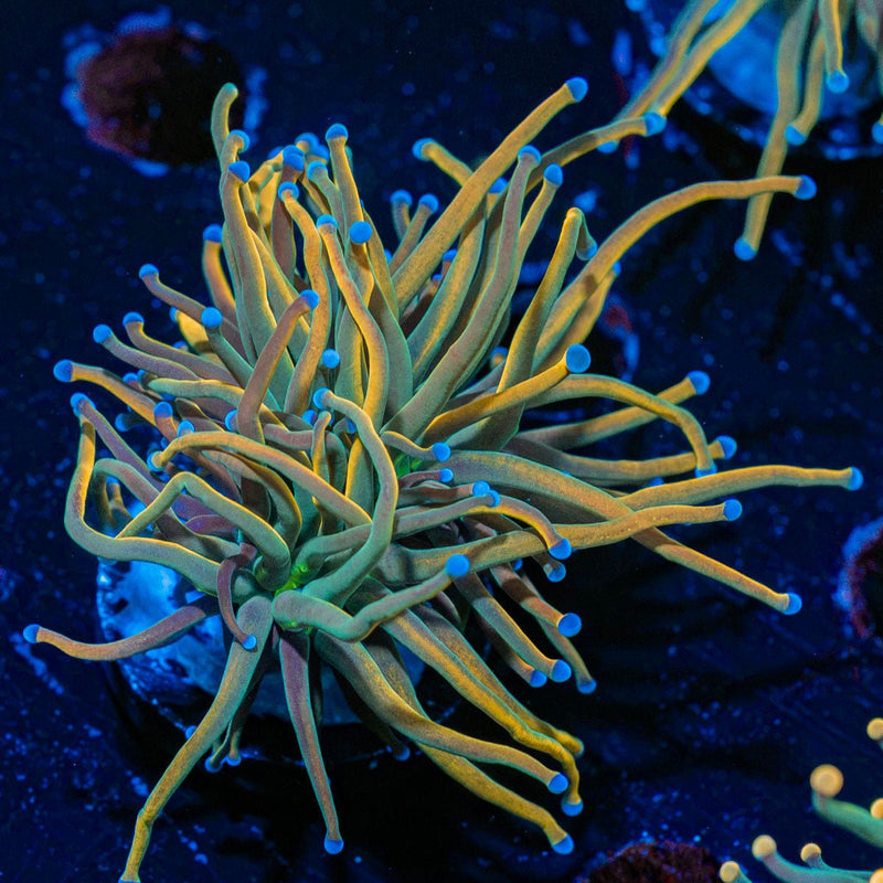 Dragon Tamer Torch Euphyllia Coral with flowing tentacles in reef aquarium