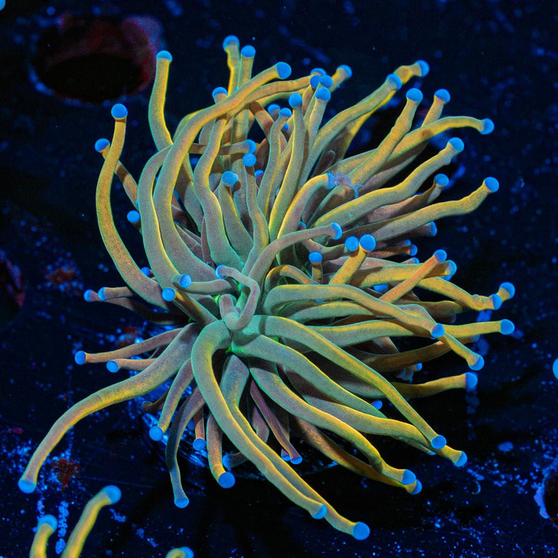 Dragon Tamer Torch Euphyllia Coral with flowing tentacles in reef aquarium