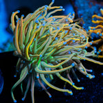 Dragon Tamer Torch Euphyllia Coral with flowing tentacles in reef aquarium