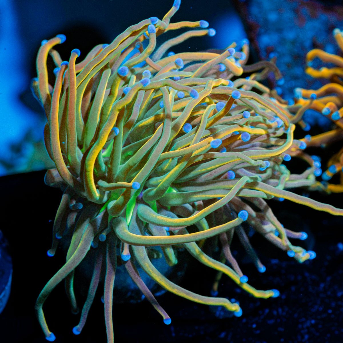 Dragon Tamer Torch Euphyllia Coral with flowing tentacles in reef aquarium