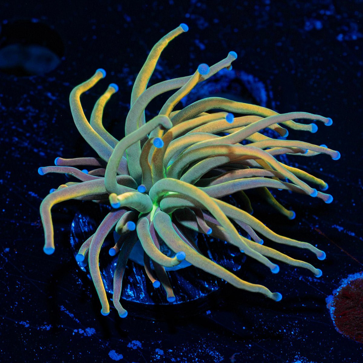 Dragon Tamer Torch Euphyllia Coral with flowing tentacles in reef aquarium