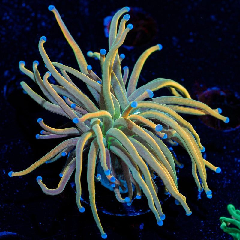 Dragon Tamer Torch Euphyllia Coral