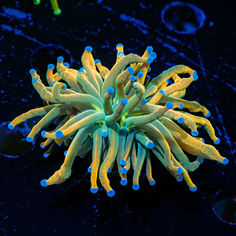 Dragon Tamer Torch Euphyllia coral with flowing tentacles in reef aquarium