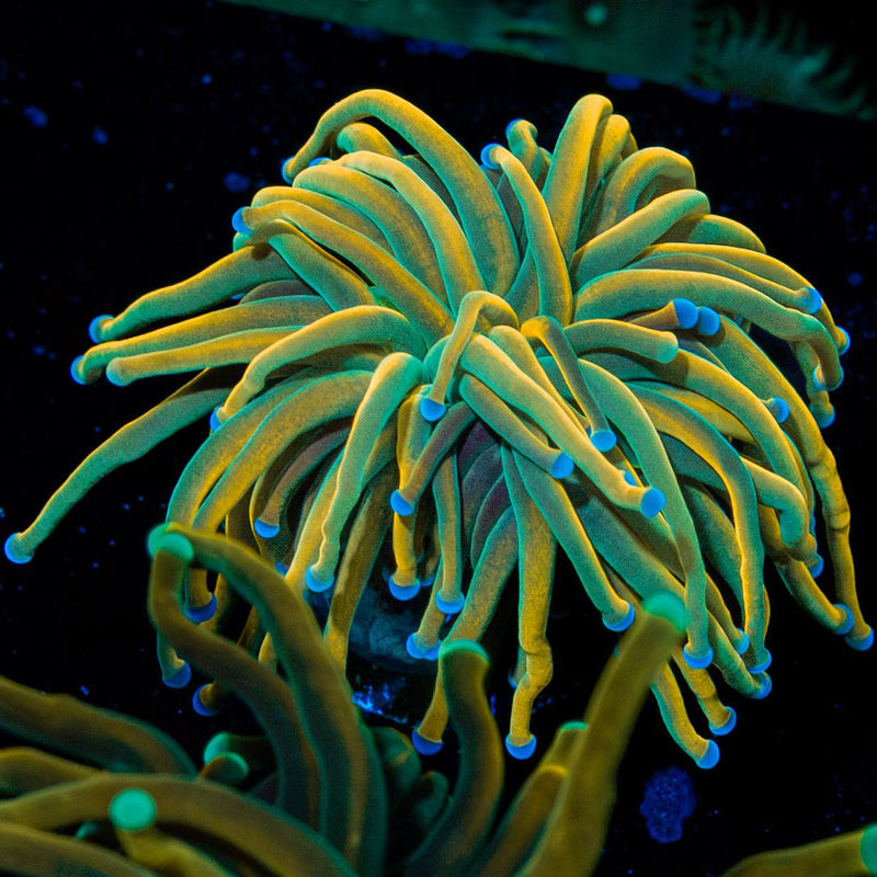 Dragon Tamer torch Euphyllia coral with flowing tentacles in reef aquarium