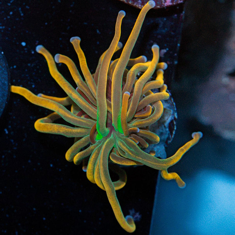 Dragon Tamler Torch Euphyllia Coral with flowing tentacles in reef aquarium