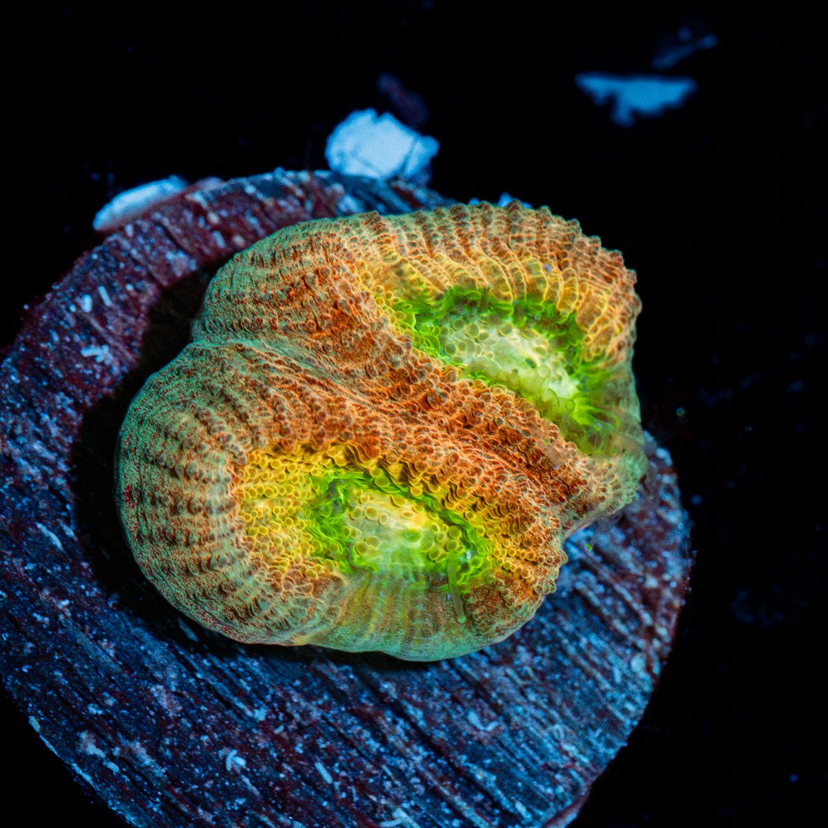 Drunken Monkey Dips Astraea Coral with encrusting growth in reef aquarium
