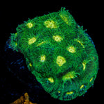 Easter Egg Favia Coral with encrusting growth in reef aquarium