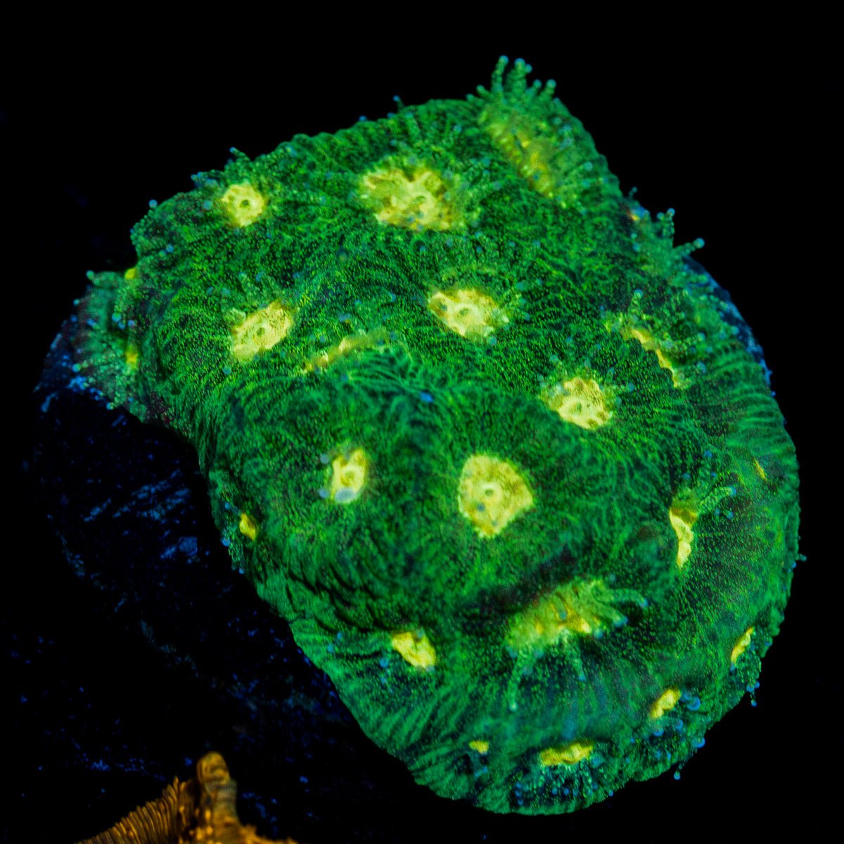 Easter Egg Favia Coral with encrusting growth in reef aquarium
