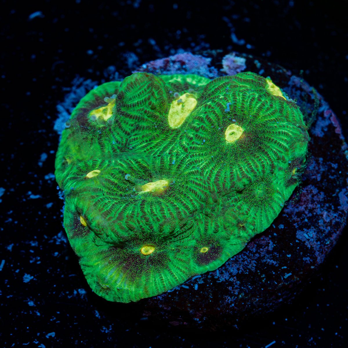Easter Egg Favia Coral with encrusting growth in reef aquarium