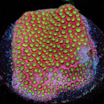 Electric Daisy Stylocoeniella with intricate patterning in a saltwater aquarium