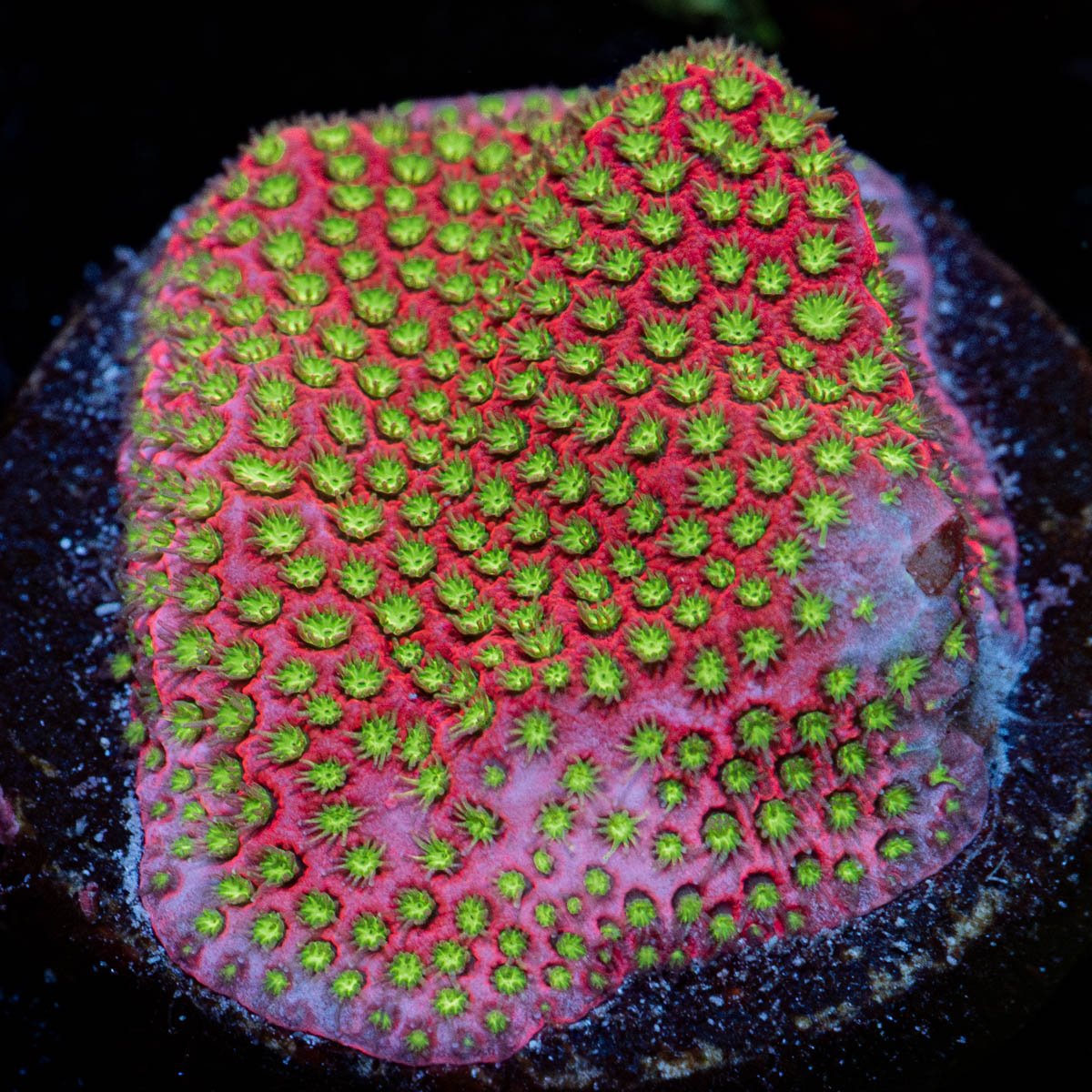 Electric Daisy Stylocoeniella with intricate patterning in a saltwater aquarium