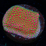 Electric Daisy Stylocoeniella coral with encrusting growth in reef aquarium