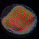 Electric Daisy Stylocoeniella with encrusting growth in reef aquarium