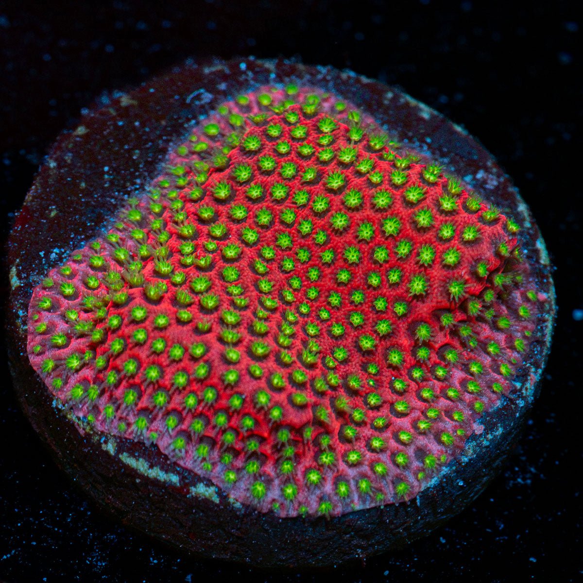 Electric Daisy Stylocoeniella with encrusting growth in reef aquarium