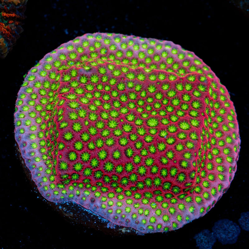 Electric Daisy Stylocoeniella coral with encrusting growth in reef aquarium