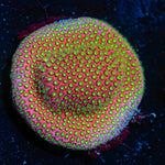 Electric Daisy Stylocoeniella Coral