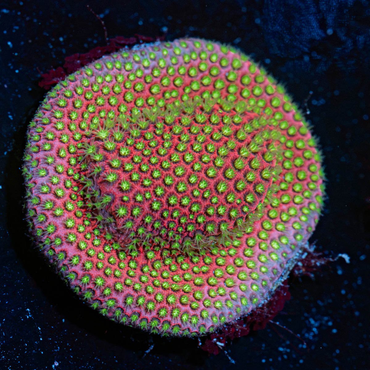 Electric Daisy Stylocoeniella Coral