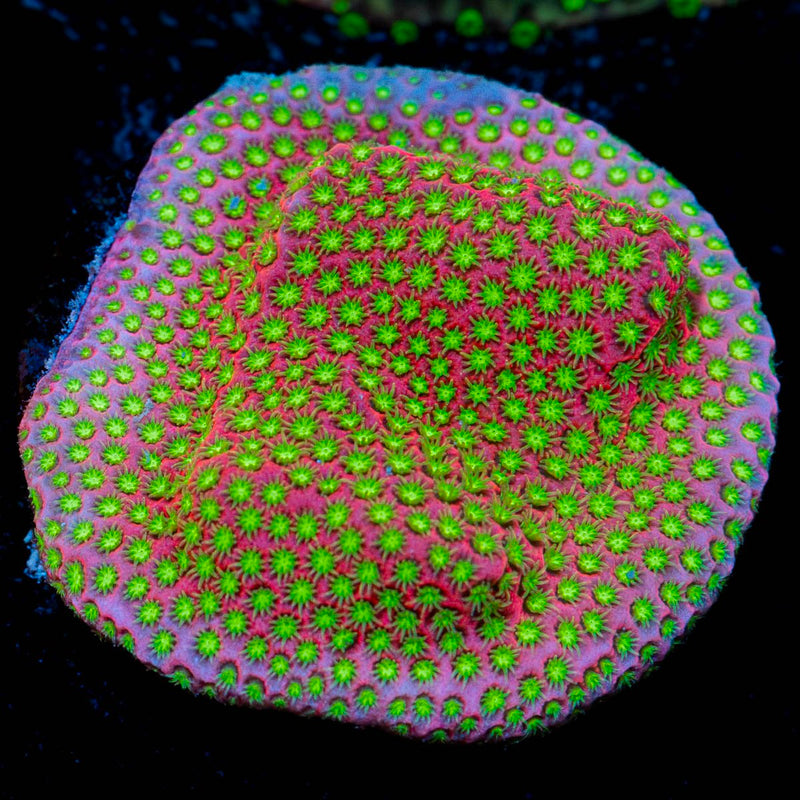 Electric Daisy Stylocoeniella coral with encrusting growth in reef aquarium