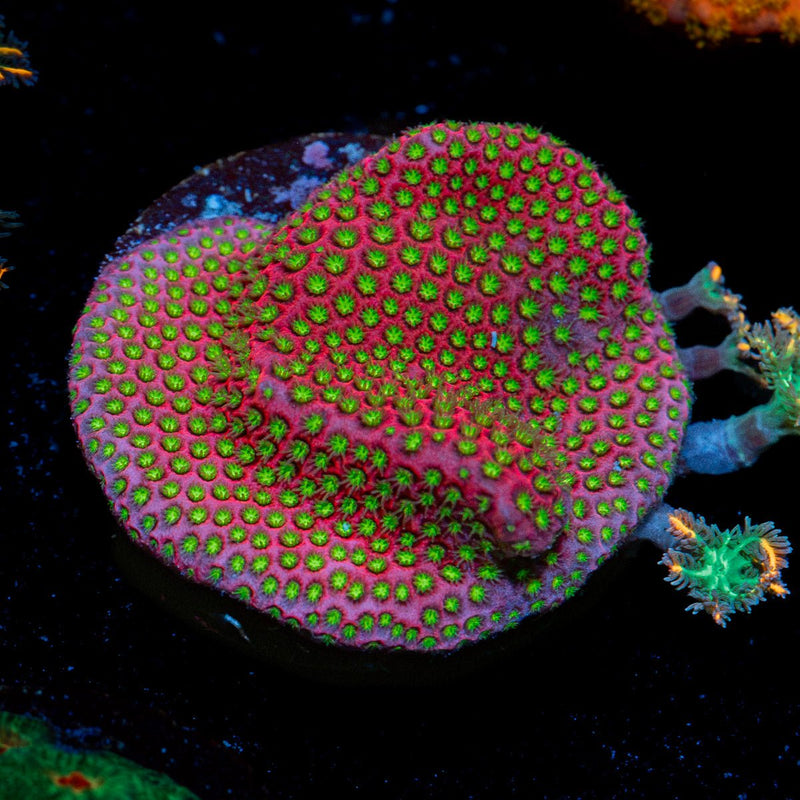 Electric Daisy Stylocoeniella Coral with encrusting growth in reef aquarium