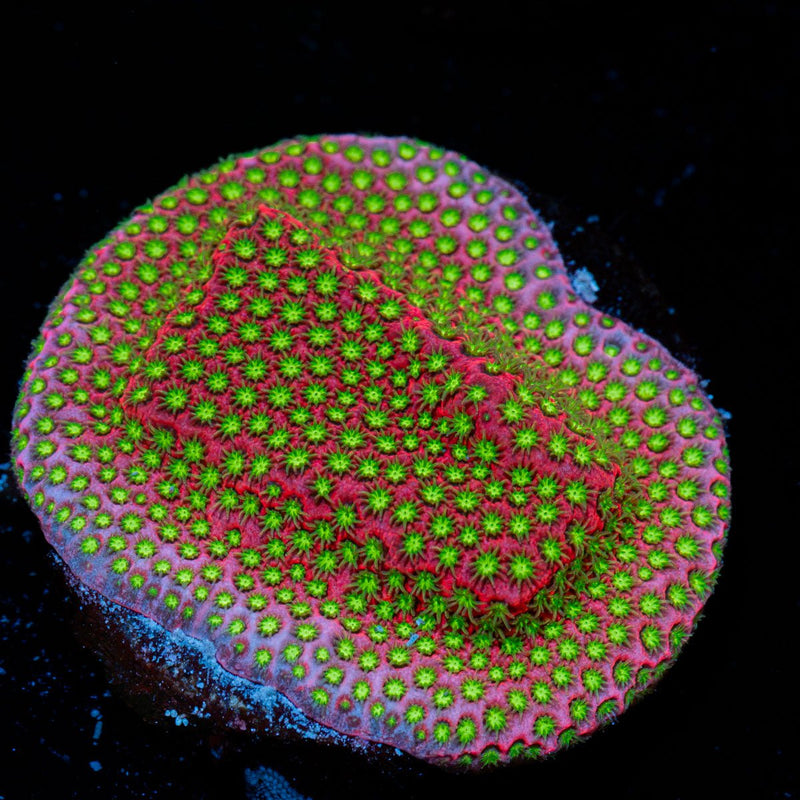 Electric Daisy Stylocoeniella coral with encrusting growth in reef aquarium