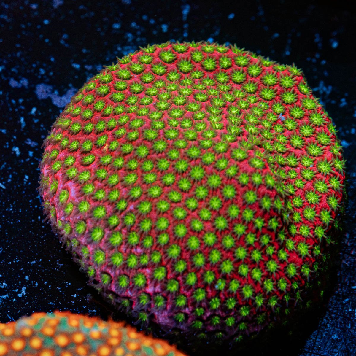 Electric Daisy Stylocoeniella Coral with encrusting growth in reef aquarium