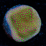 Electric Daisy Stylocoeniella with encrusting growth in reef aquarium