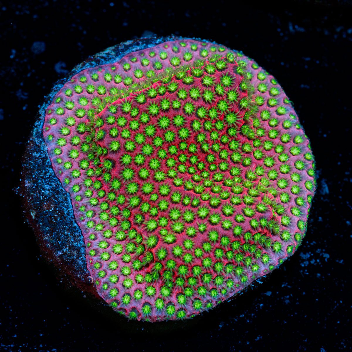 Electric Daisy Stylocoeniella with encrusting growth in reef aquarium
