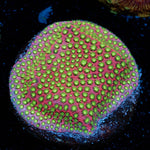 Electric Daisy Stylocoeniella with encrusting growth in reef aquarium
