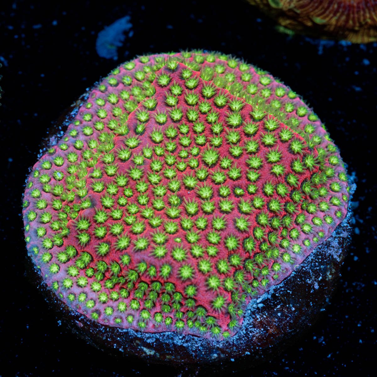 Electric Daisy Stylocoeniella with encrusting growth in reef aquarium