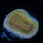 Electric Daisy Stylocoeniella with encrusting growth in reef aquarium