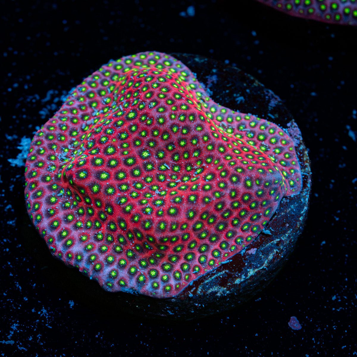 Electric Daisy StyloCoeniella with encrusting growth in reef aquarium