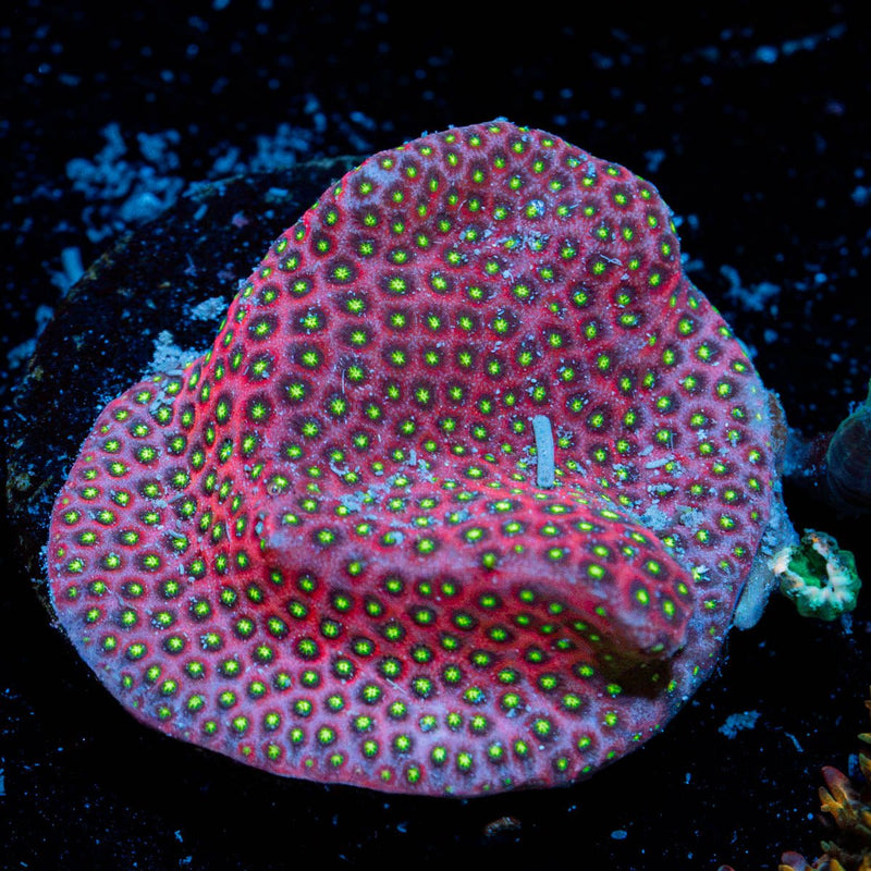 Electric Daisy StyloCoeniella with encrusting growth in reef aquarium