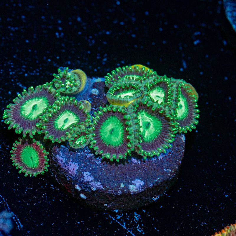 Emerald City Zoanthid Coral colony growth in reef aquarium
