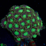 Emerald City Zoanthid Coral colony growth in reef aquarium