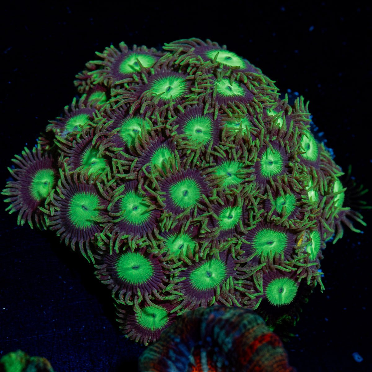 Emerald City Zoanthid Coral colony growth in reef aquarium