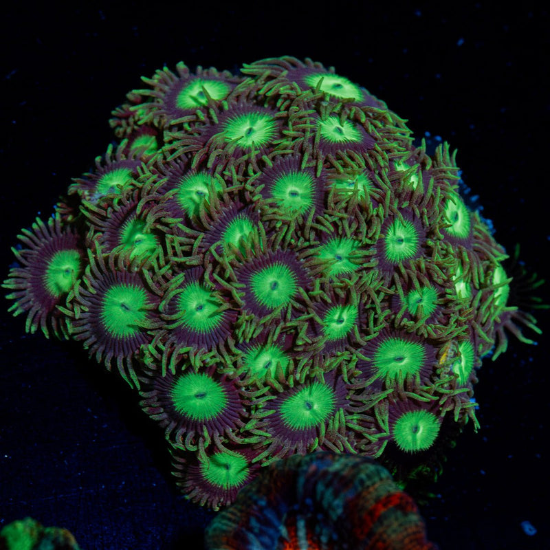 Emerald City Zoanthid Coral colony growth in reef aquarium