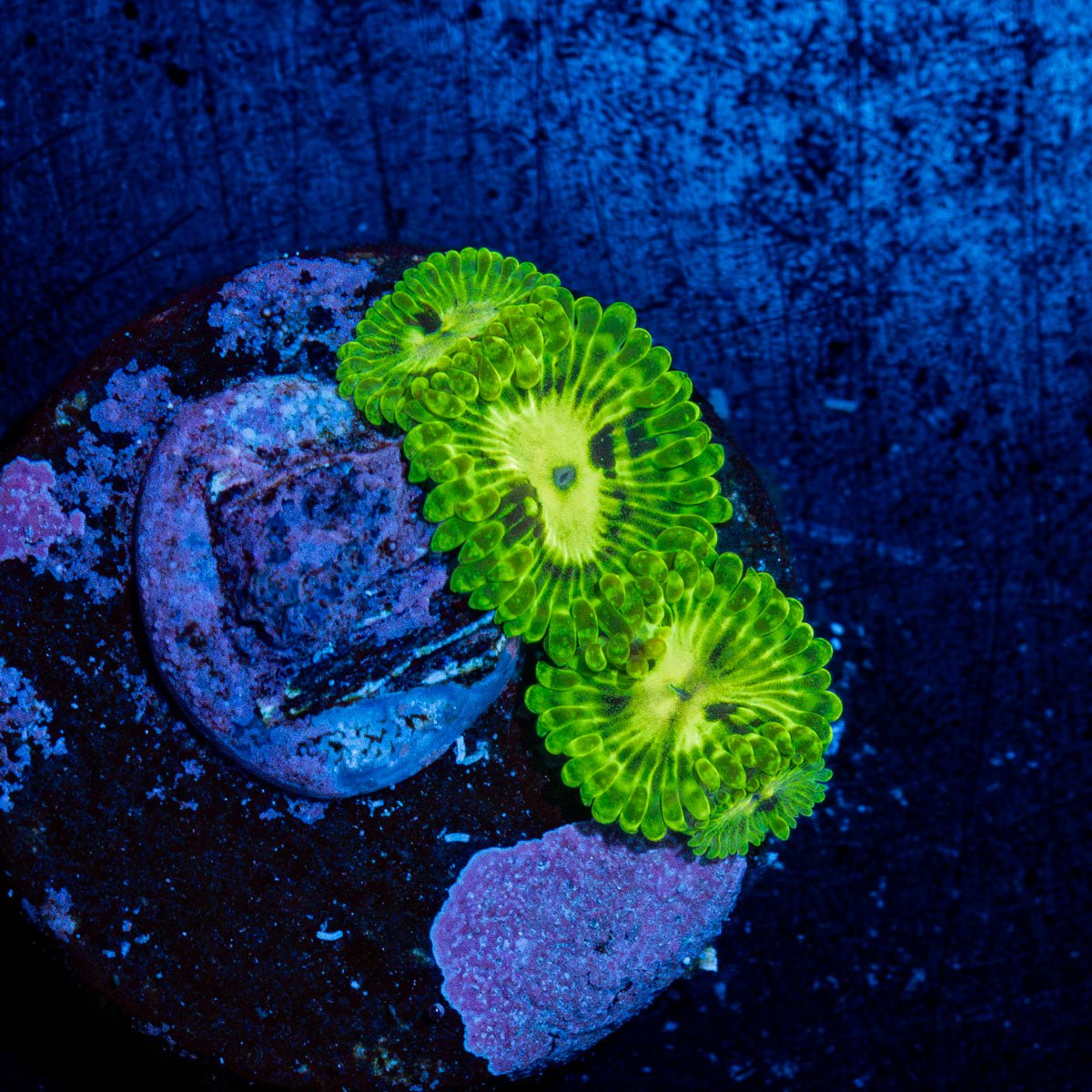 Emerald Euals Zoanthid Coral with colony growth in reef aquarium