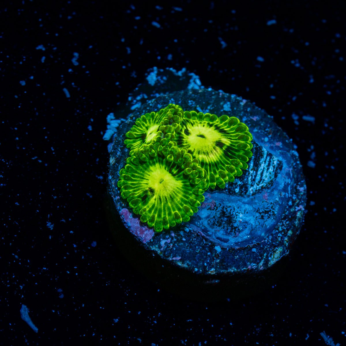 Emerald Euals Zoanthid Coral with colony growth in reef aquarium