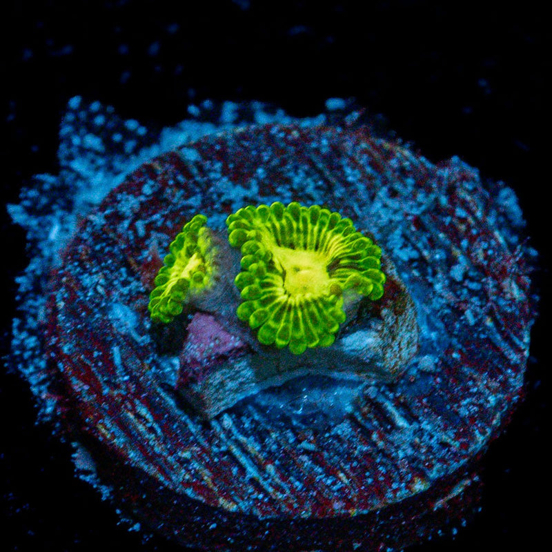 Emerald Maul Zoanthid Coral colony growth in reef aquarium