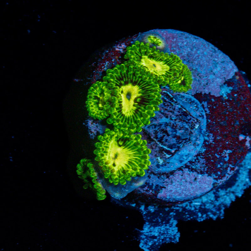 Emerald Maul Zoanthid Coral colony growth in reef aquarium