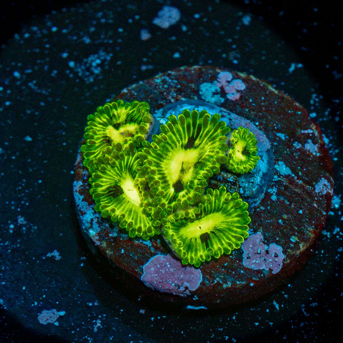 Emerald Mauls Zoanthid Coral with colony growth in reef aquarium