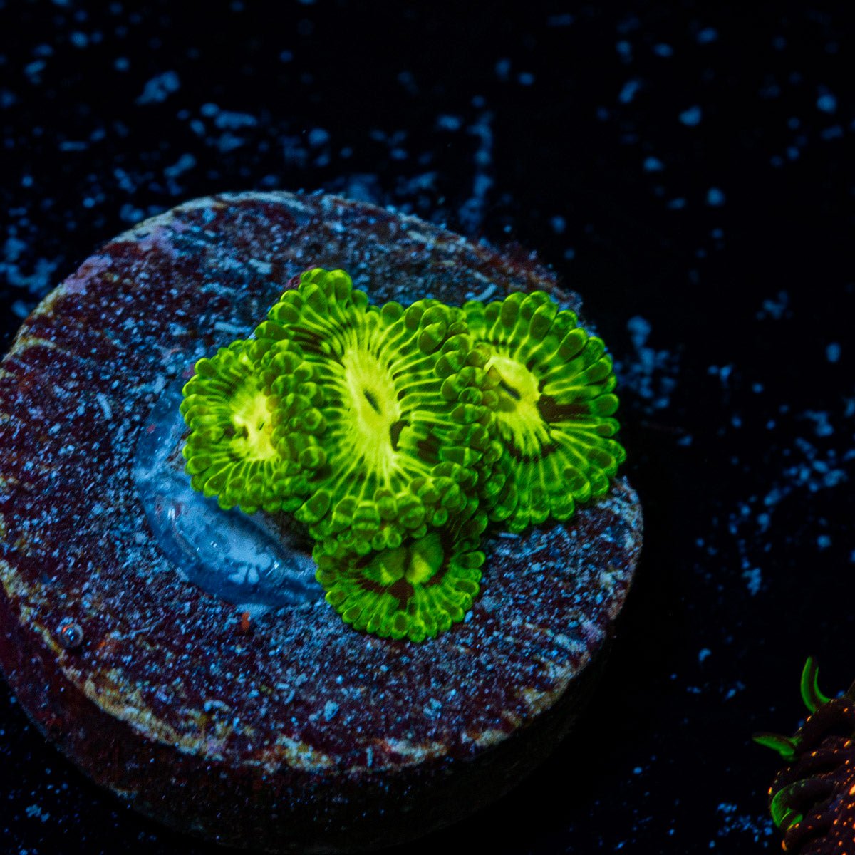 Emerald Muals Zoanthid Coral colony growth in reef aquarium