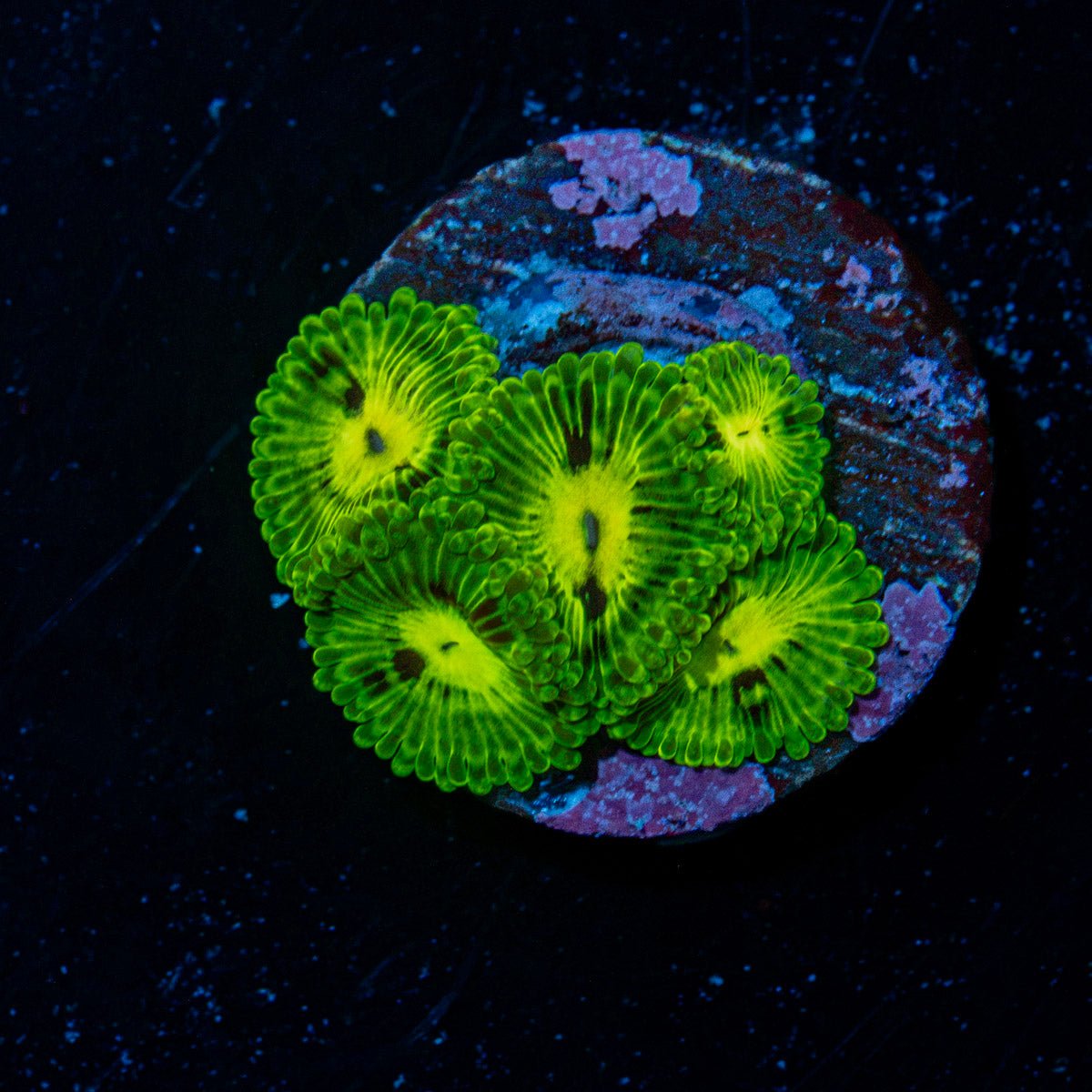 Emerald Muals Zoanthid Coral with colony growth in reef aquarium