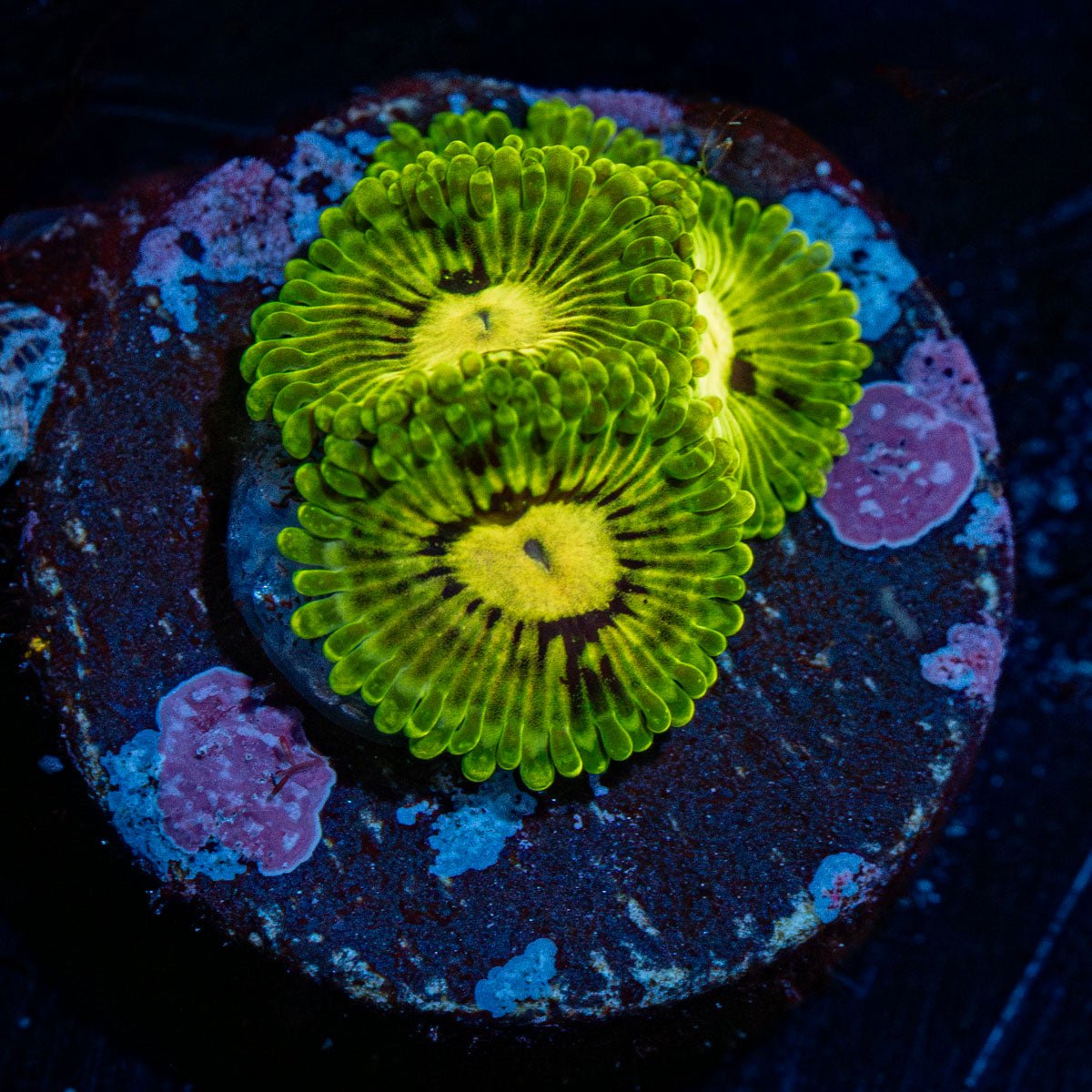Emerald Murals Zoanthid with intricate mat-forming colony in a reef aquarium