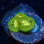 Emerald Murals Zoanthid with intricate mat-forming colony in a reef aquarium
