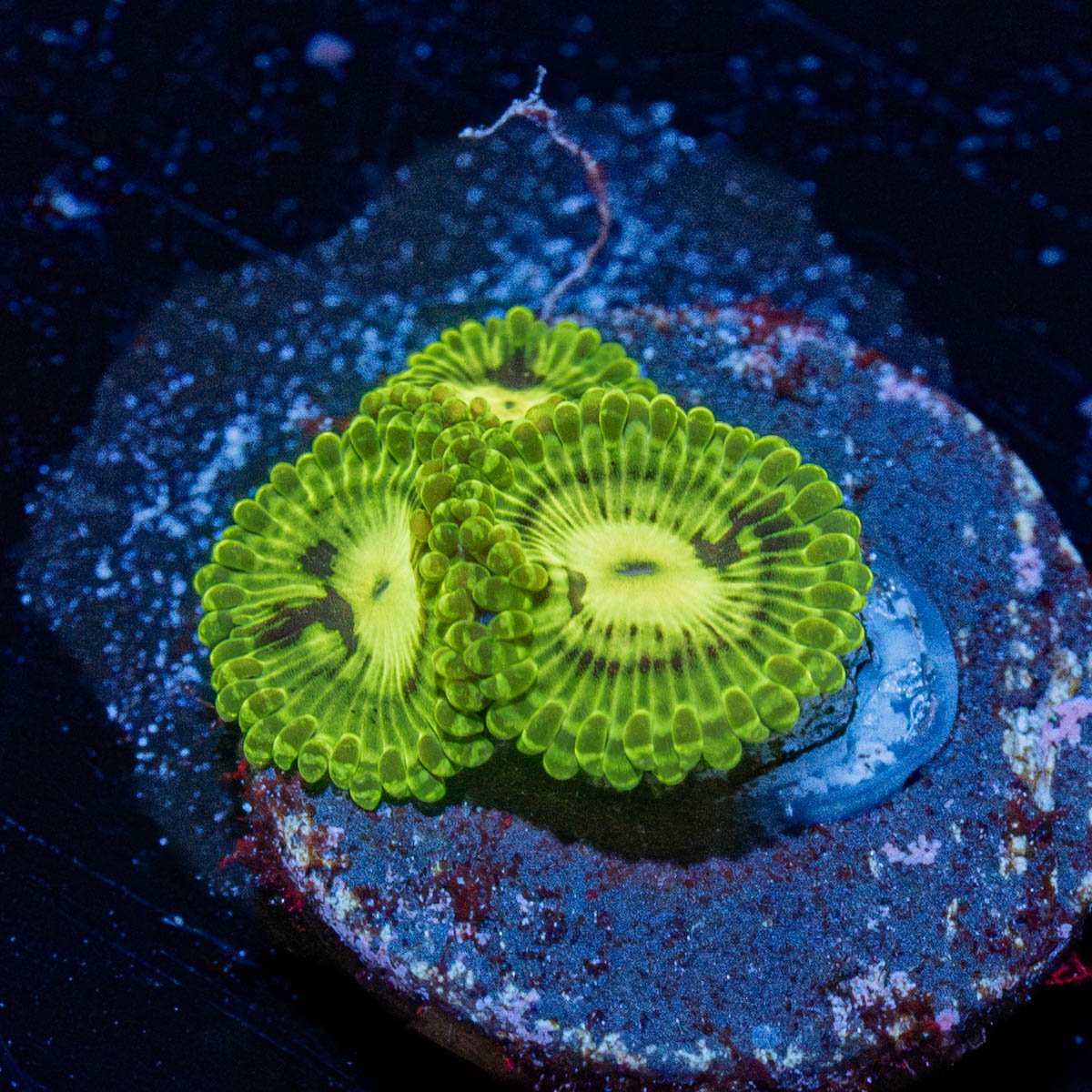 Emerald Murals Zoanthid with intricate mat-forming colony in a reef aquarium