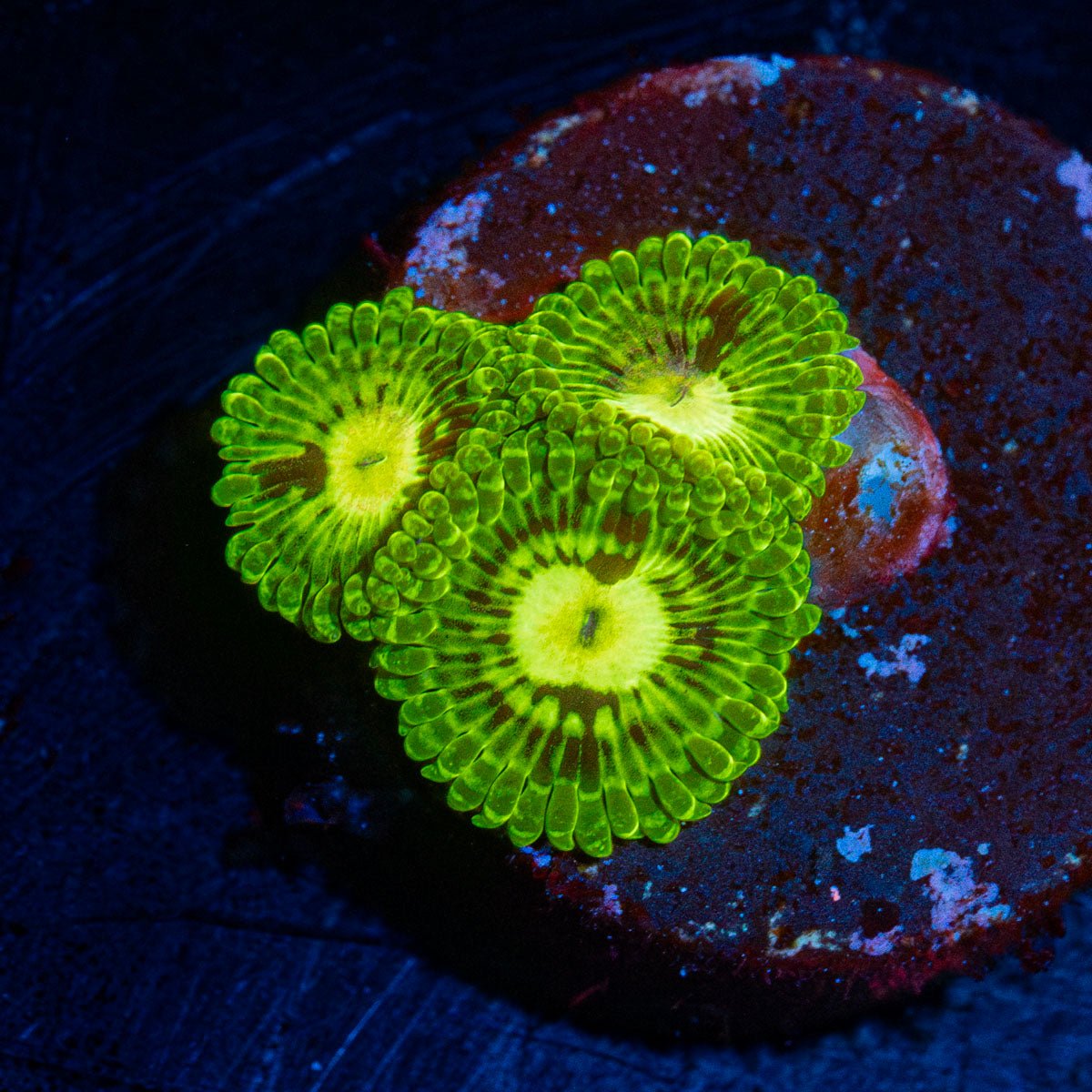 Emerald Murals Zoanthid with intricate patterns in a saltwater aquarium
