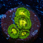 Emerald Murals Zoanthid with intricate patterns in a reef aquarium