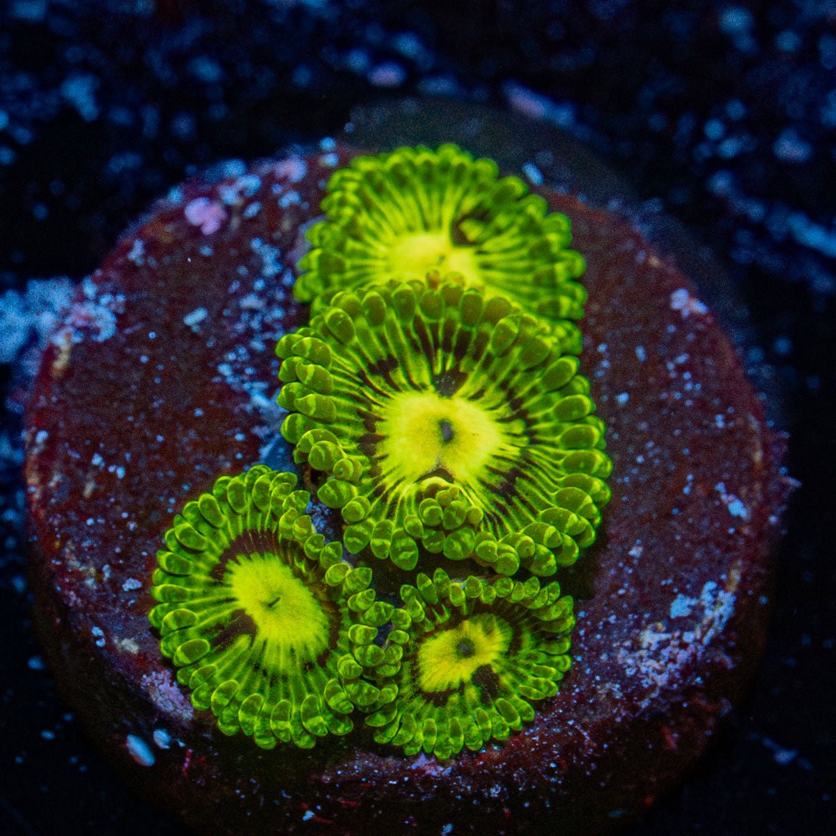 Emerald Murals Zoanthid with intricate patterns in a reef aquarium